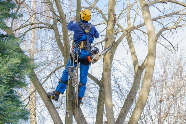 Republic, PA Tree Care Company