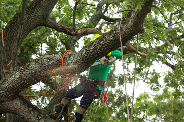 How Our Tree Care Process Works  in  Republic, PA
